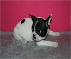 Economicos bulldog frances te van a encantar 