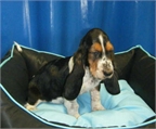 Basset hound encantadores y buen precio