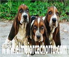 Camada de Basset hound de calidad