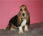 Impresionanates Basset hound Buen precio 
