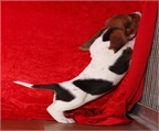 BASSET HOUND - CACHORROS -  GARANT�A AQUANATURA  - TIENDA EN BARCELONA - VENTA Tenaz, caza con el olfato, posee instinto