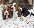 Basset hound, vendo unos magnificos cachorros