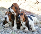 Baset hound son unos cachorros increibles 