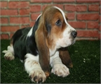 PRECIOSA CAMADA DE BASSET HOUND