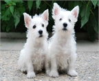 Fantásticos cachorros de west higland