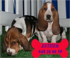Cachorros Basset Hound �Garant�a por escrito!