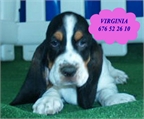 Basset hound preciosa y economica  camada 