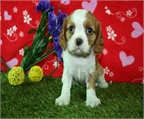 Cavalier adorbles cachorros a buen precio