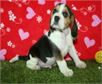 Vendo cachorros de Beagle economicos