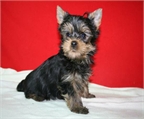 Impresionantes cachorros de Yorkshire Pura raza