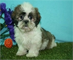 Excelentes shih tzu ,los mejores cachorros