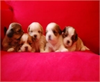 venta de cachorros LHASA APSO