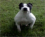CACHORROS AMERICAN PITT BULL TERRIER