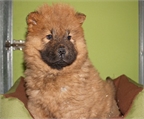 preciosa camada de chow chow
