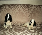 Cocker spaniel..cachorro