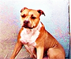 Cachorros de American Pitbull en venta