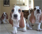  Preciosa cachorros basset hound preciosa 