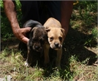 Alano Espanol cachorros para adopcion