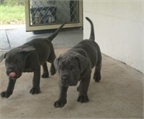 Mast�n napolitano cachorros. 