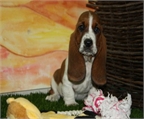 cachorritos de basset hound