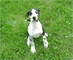 Gran Dan�s disponibles