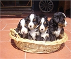 Boyero de Berna en venta, cachorros