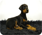 Doberman excelente camada.