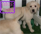Ultimos cachorros de labrador aprovecha