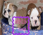 Pequeños y adorables cachorros bulldog ingles