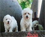 Bichon maltes tu cachorro al mejor precio