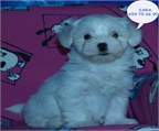 �Tu bichon maltes al mejor precio!