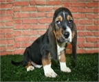 Los mejores Basset Hound, son encantadores