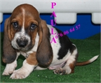 Basset hound, garantia y muy buen precio
