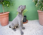 Gran Dan�s disponibles