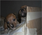 CAMADA DE PITTBULL