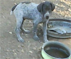 BRACO ALEMAN 