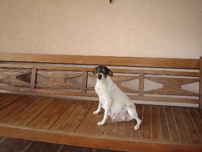 Mas sobre las mascotas de Silvia