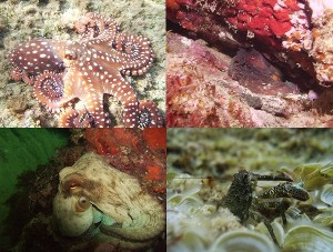Submariny