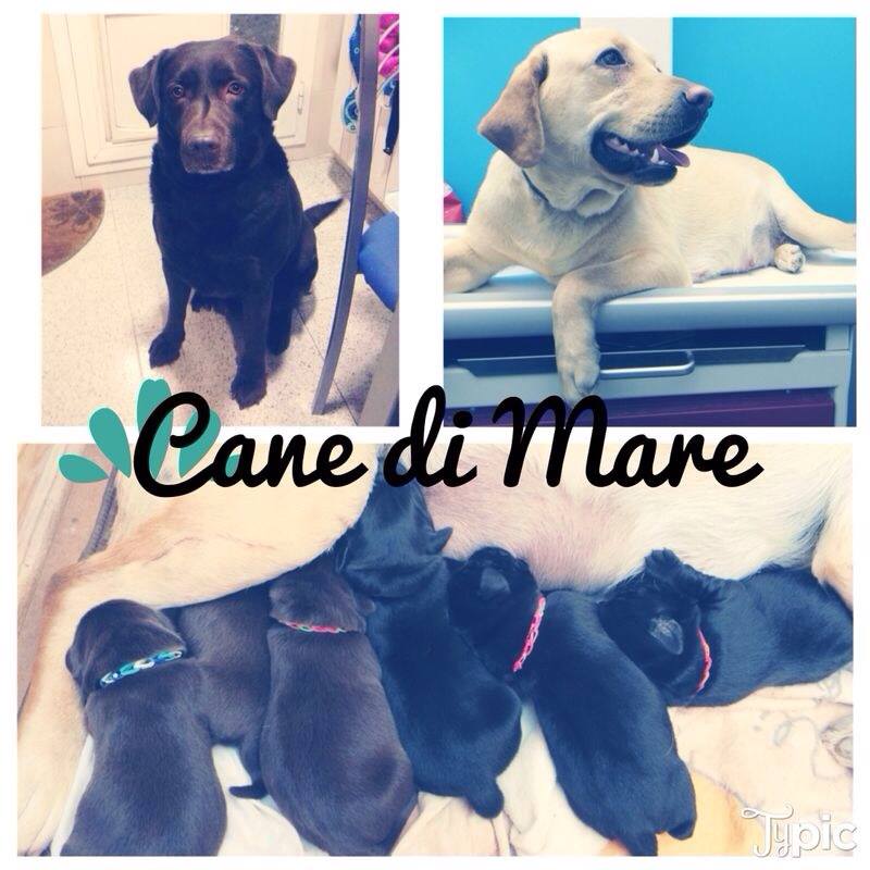 Cane Di Mare