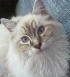 Cocotos Ragdoll