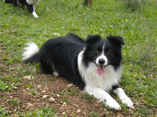 BELDABORDERCOLLIE