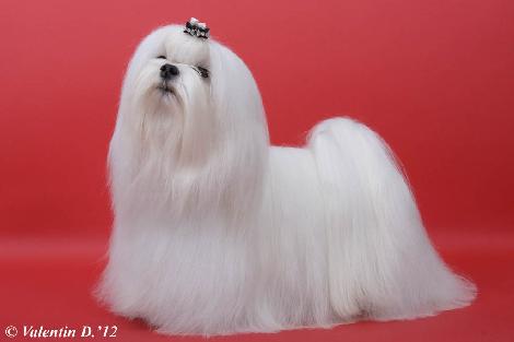 VALLEDELZAR MALTESE