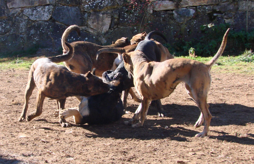 Alanos espa�oles de Las Tinieblas