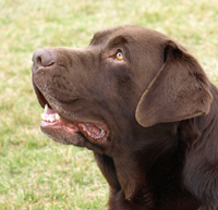 LABRADORES DE LA SALMANTINA
