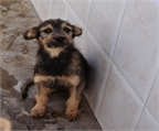 Ads with Photo