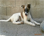 Ads with Photo