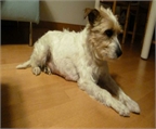 Ads with Photo