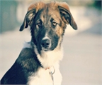 Ads with Photo