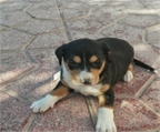 Camada de 5 Cachorros (2 Machos y 3 Hembras) de 1 MES - Tamaño Grande - En Adopción. Alicante. Contacto: adopcionesabada