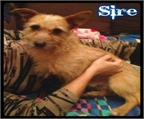 Ads with Photo